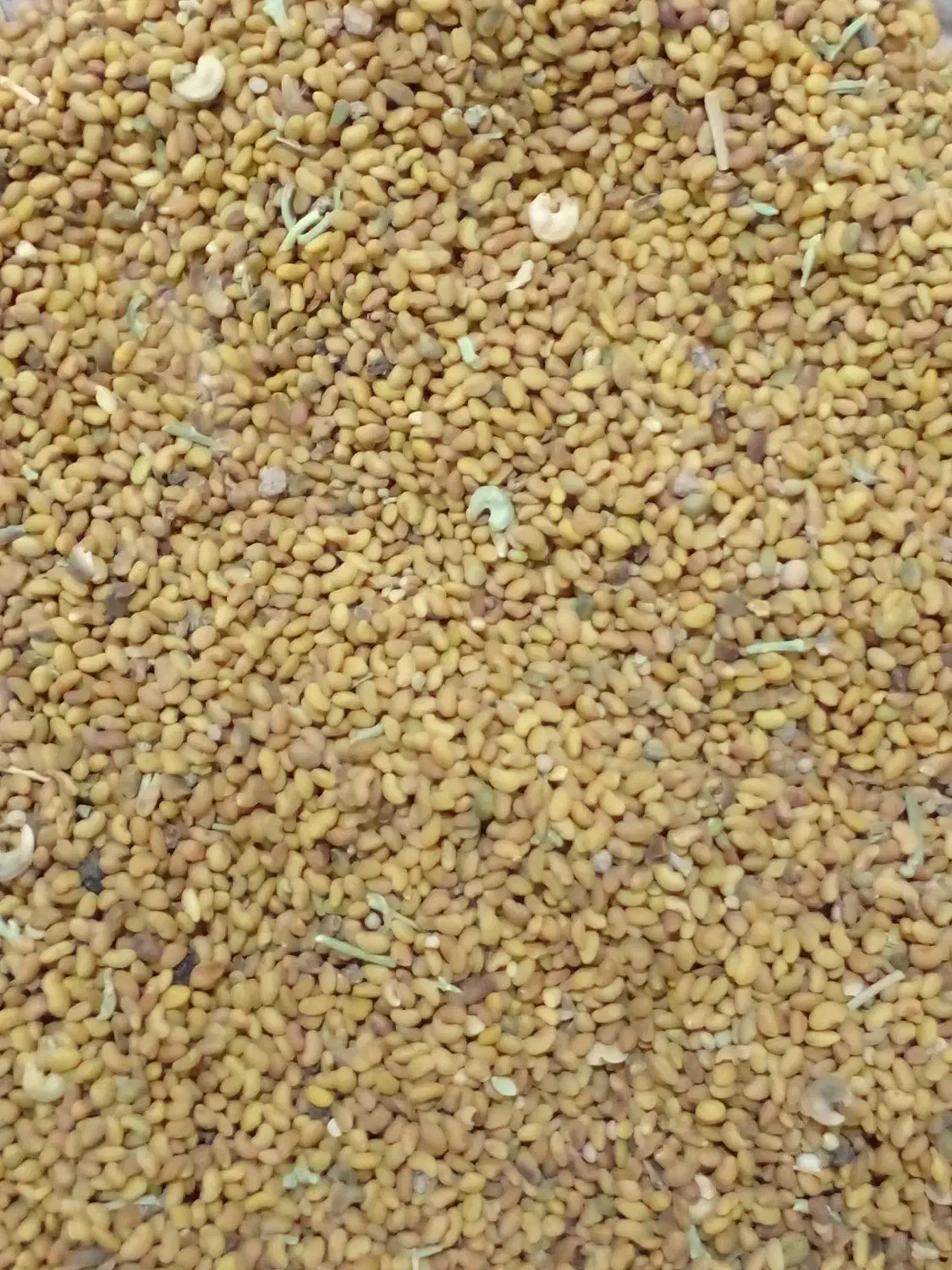 تخم یونجه|لوازم جانبی حیوانات|قم, تعویض پلاک|دیوار