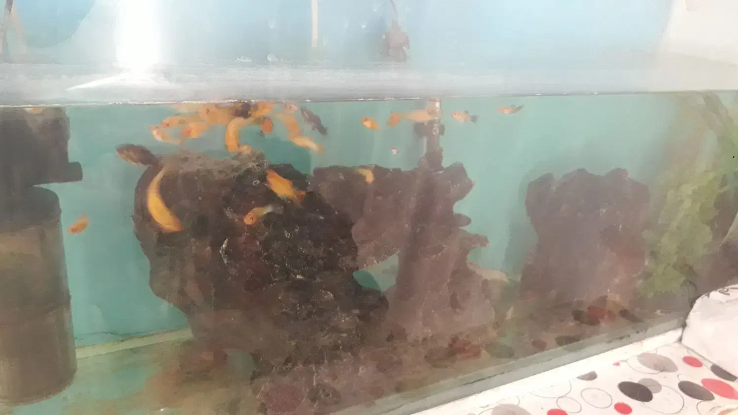 ماهی وآکواریوم|ماهی|ایلام, |دیوار