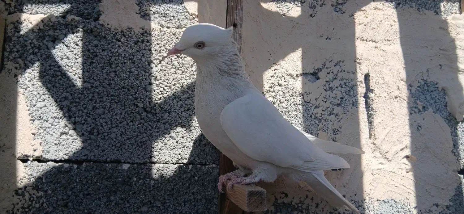 ماده طوقی|پرنده|جهرم, |دیوار