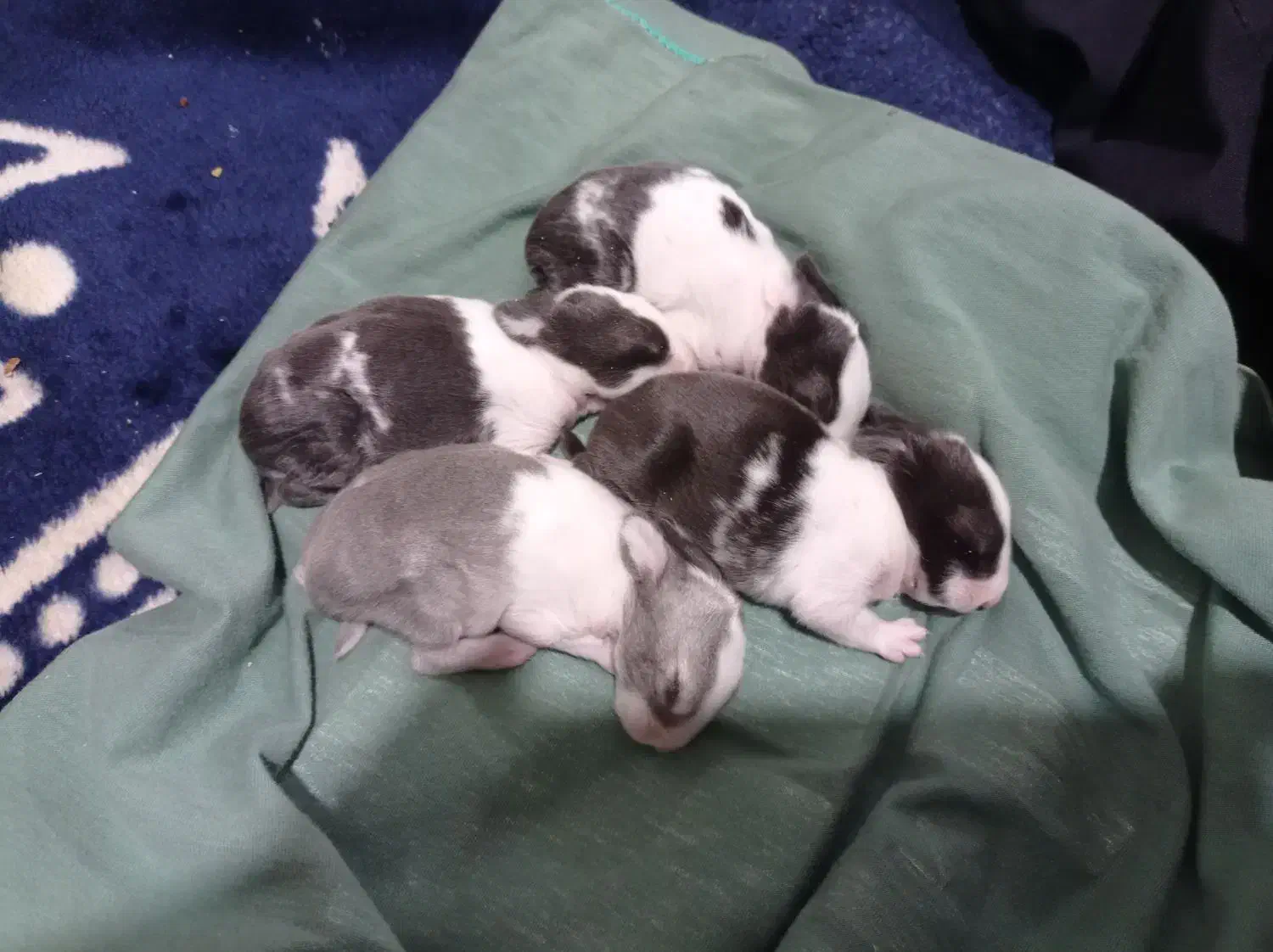 بچه خرگوش دونه ۴۰۰۰۰۰۰|موش و خرگوش|تهران, دولتخواه جنوبی|دیوار