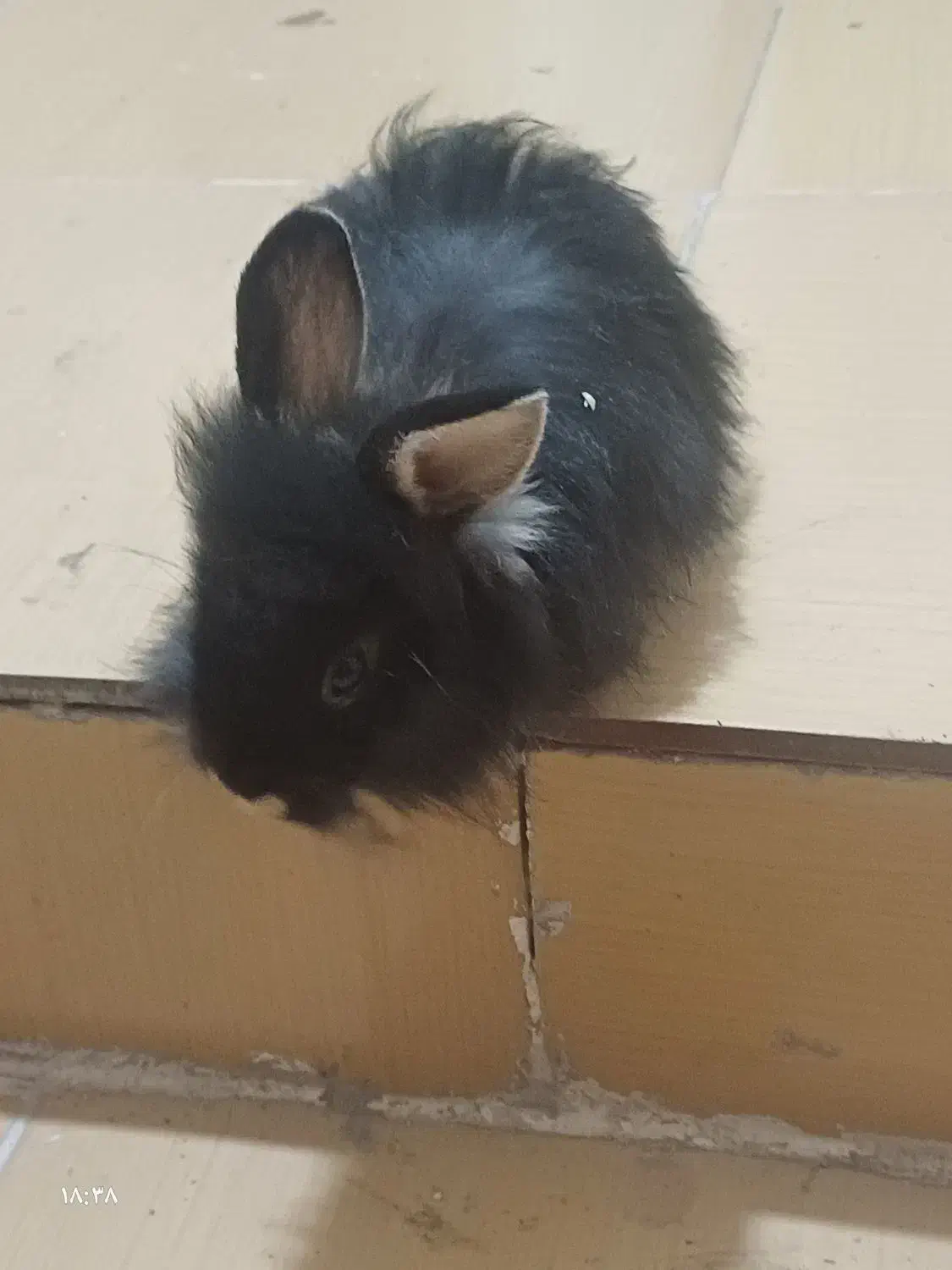 خرگوش|موش و خرگوش|بندرعباس, |دیوار