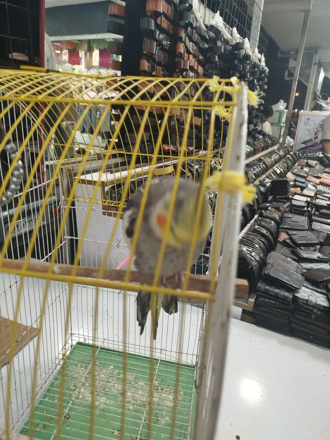 عروس هلندی نر|پرنده|آستارا, |دیوار