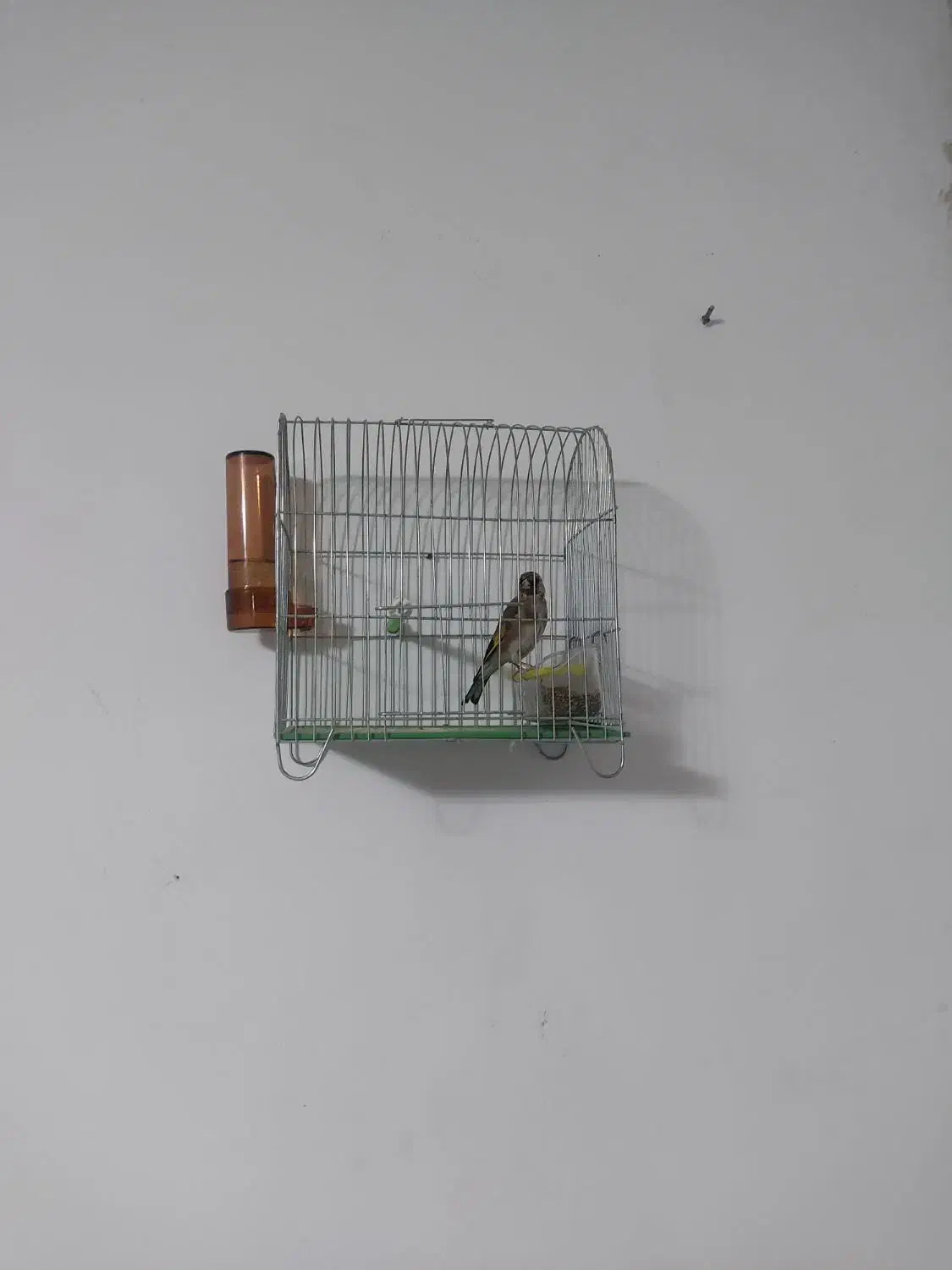 سهره  جوجه قفس|پرنده|کرمانشاه, |دیوار