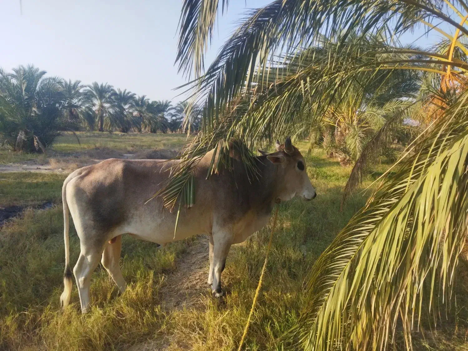 کاوه چاگ چله|حیوانات مزرعه|مهرستان, |دیوار