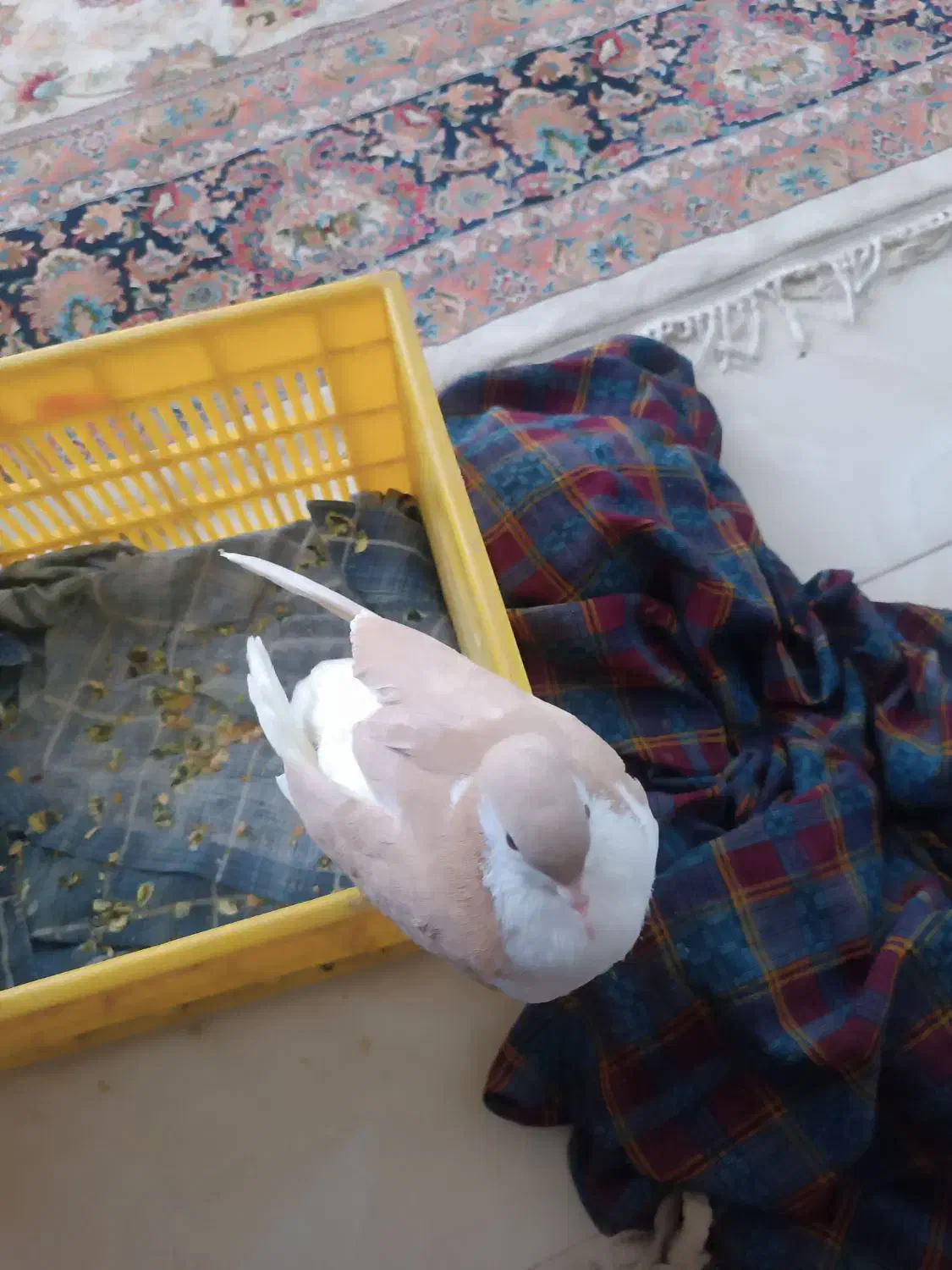 کبوتر سده|حیوانات|سبزوار, هویزه|دیوار