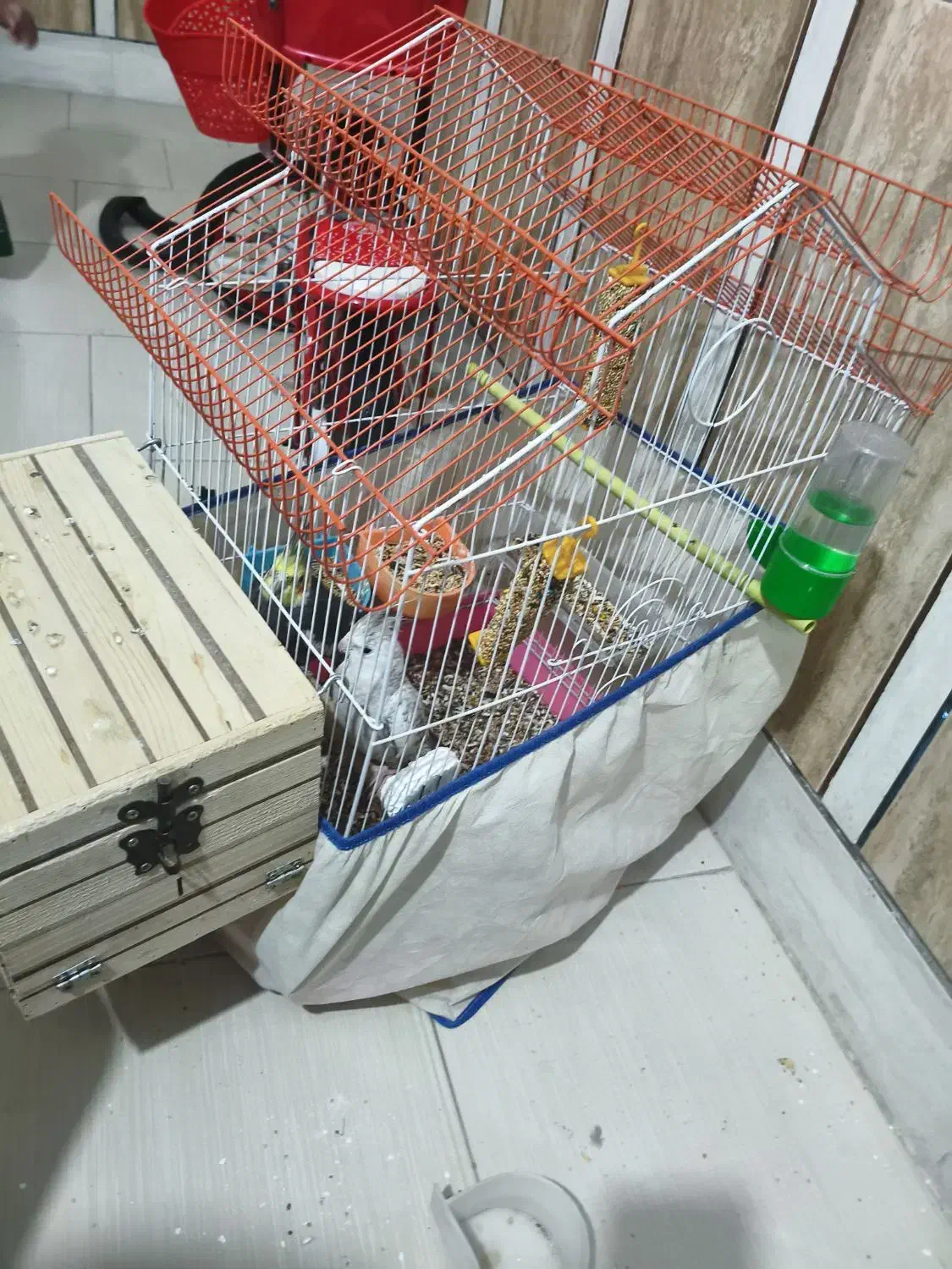 عروس هلندی جفت با قفس|پرنده|بندرعباس, |دیوار