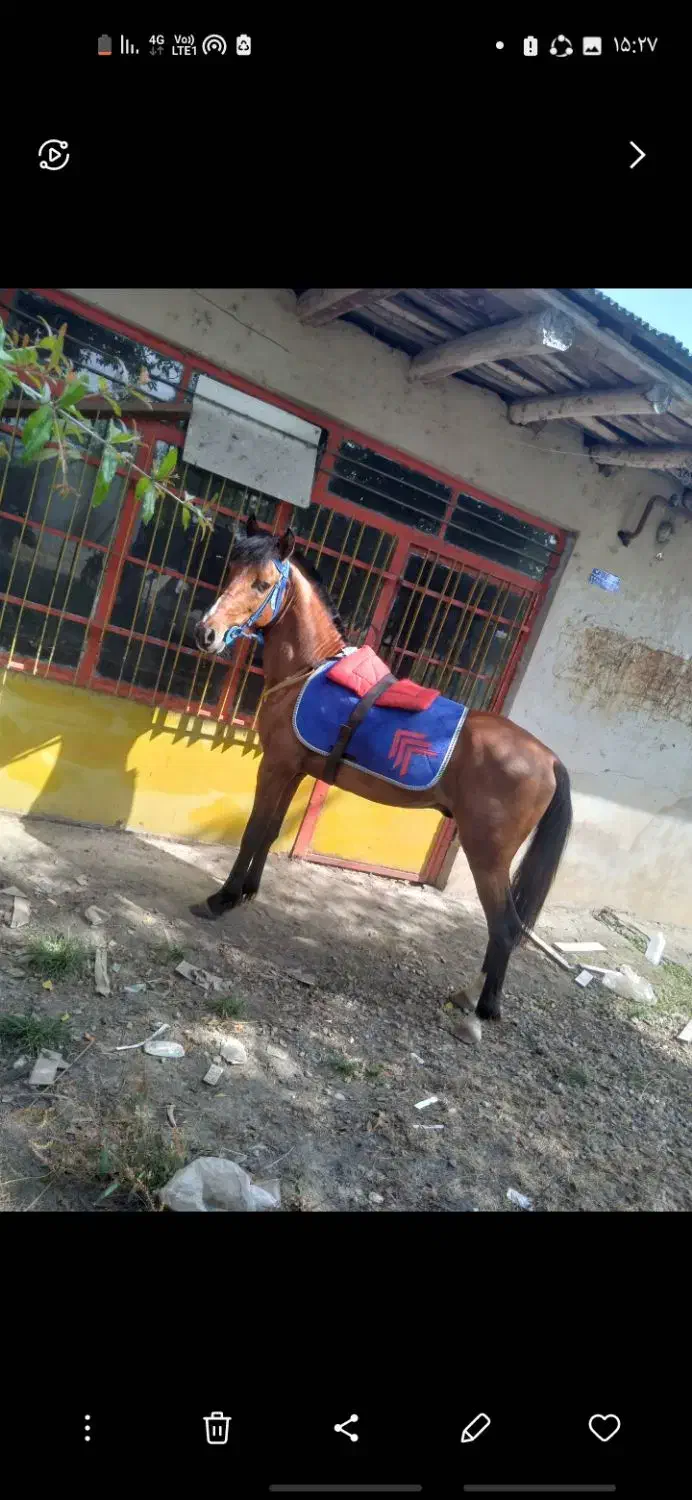 اسب کورسی|اسب و تجهیزات اسب‌سواری|ضیابر, |دیوار