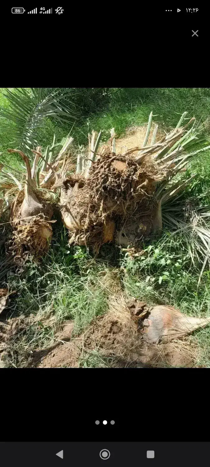 انجام کلیه کارهای باغ|خدمات باغبانی و درختکاری|ریگان, |دیوار