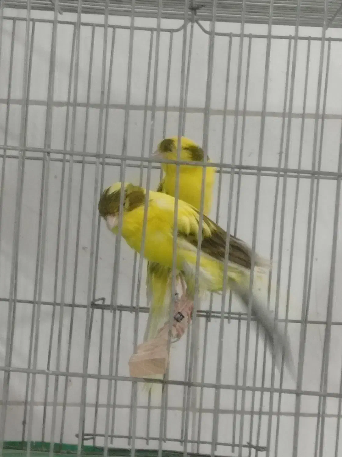 رسمی بلند|پرنده|اصفهان, شهرک ولیعصر|دیوار