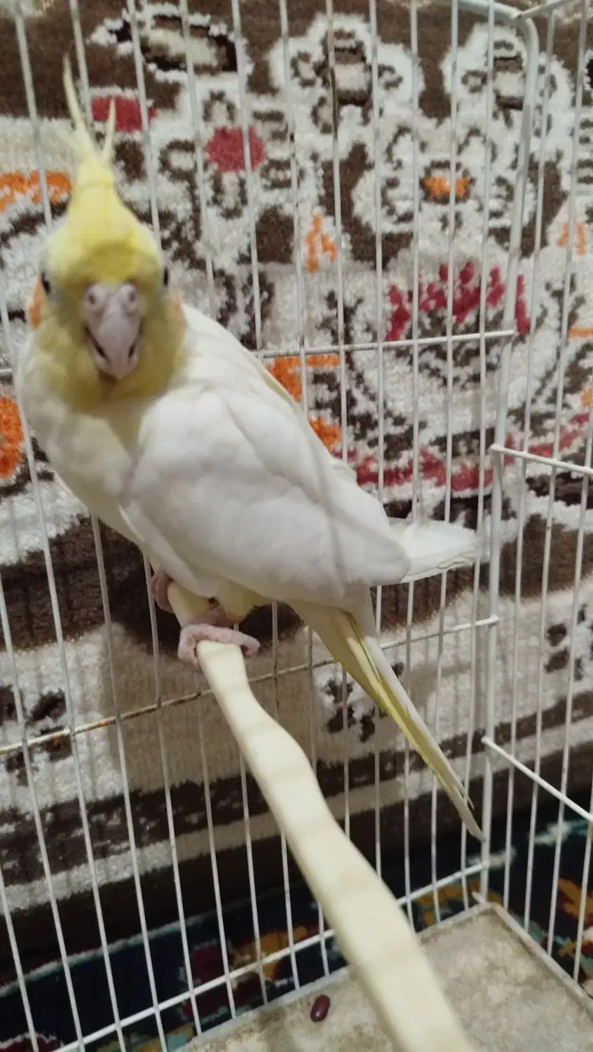 عروس هلندی لوتینو ماده|پرنده|فردوس (خراسان), |دیوار