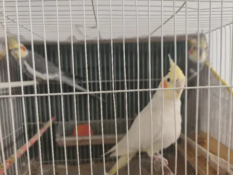 عروس هلندی|پرنده|نیشابور, شهرک اندیشه|دیوار