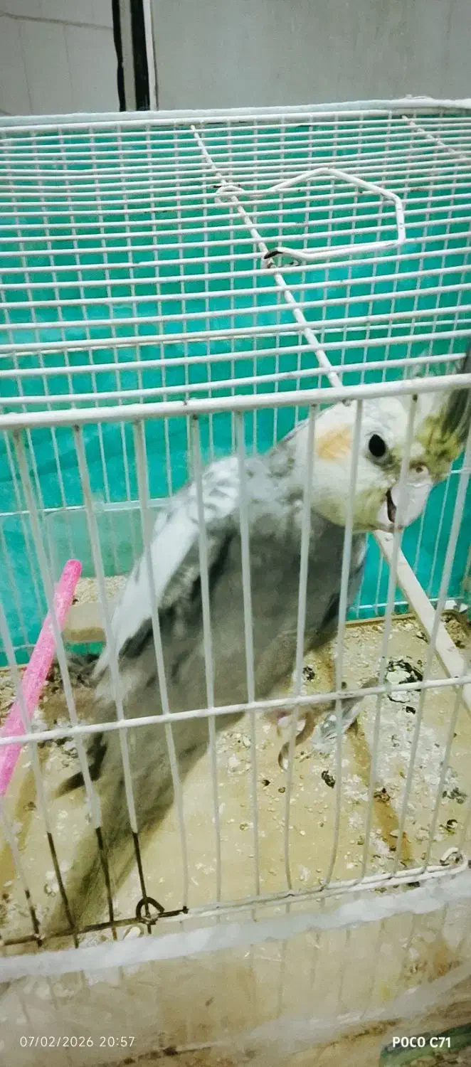 عروس هلندی|پرنده|شیروان (خراسان), |دیوار