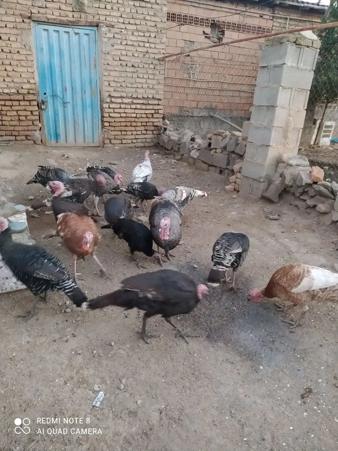 فروش بوقلمون ماده ونر|حیوانات مزرعه|انبارآلوم, |دیوار