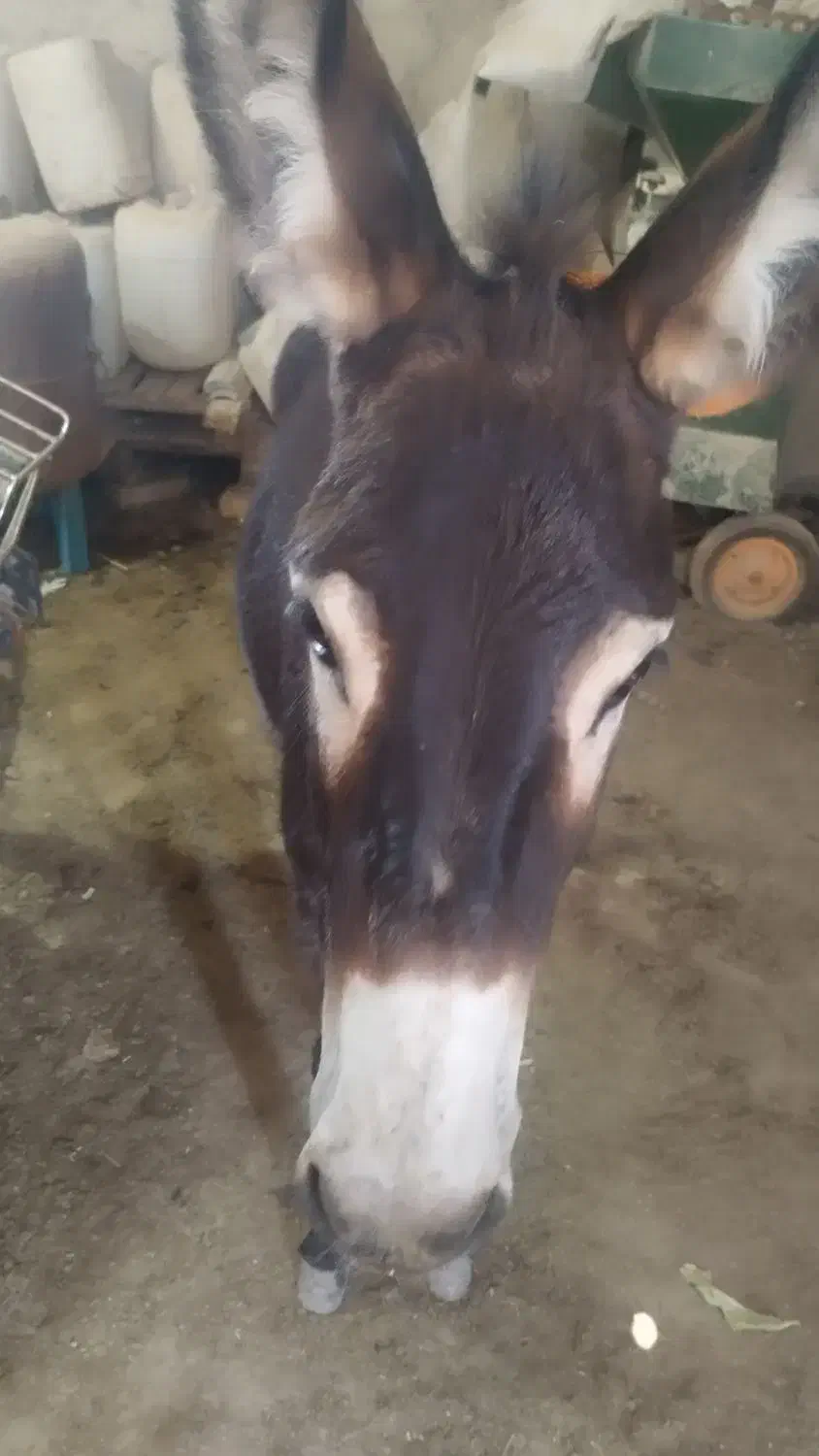 الاغ ماده|حیوانات مزرعه|رباط‌کریم, شهرستانک|دیوار