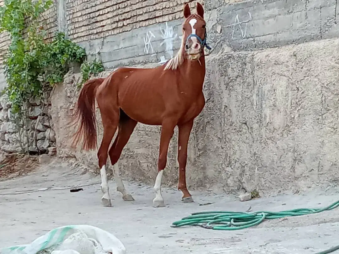 اسب، کره مادیان|اسب و تجهیزات اسب‌سواری|مسجد سلیمان, |دیوار
