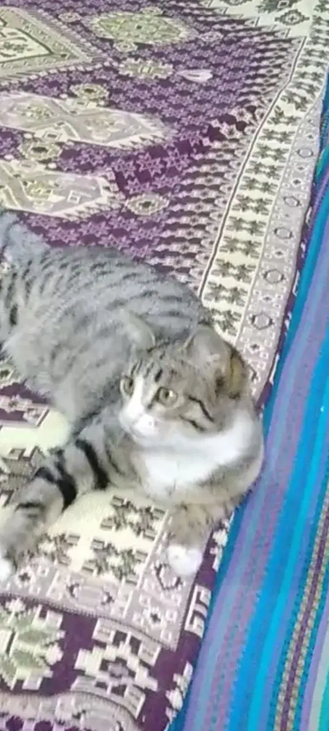 یک عدد گربه قم شد مژدگانی دارد|حیوانات|بهارستان, |دیوار