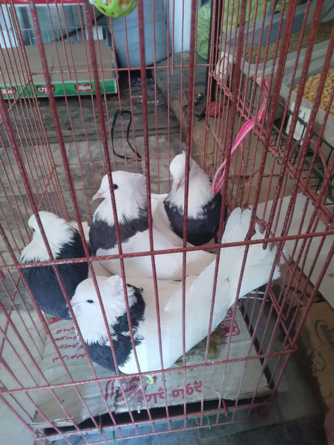 دو جفت کفتر طوقی سیاه|پرنده|مشهد, عامل|دیوار