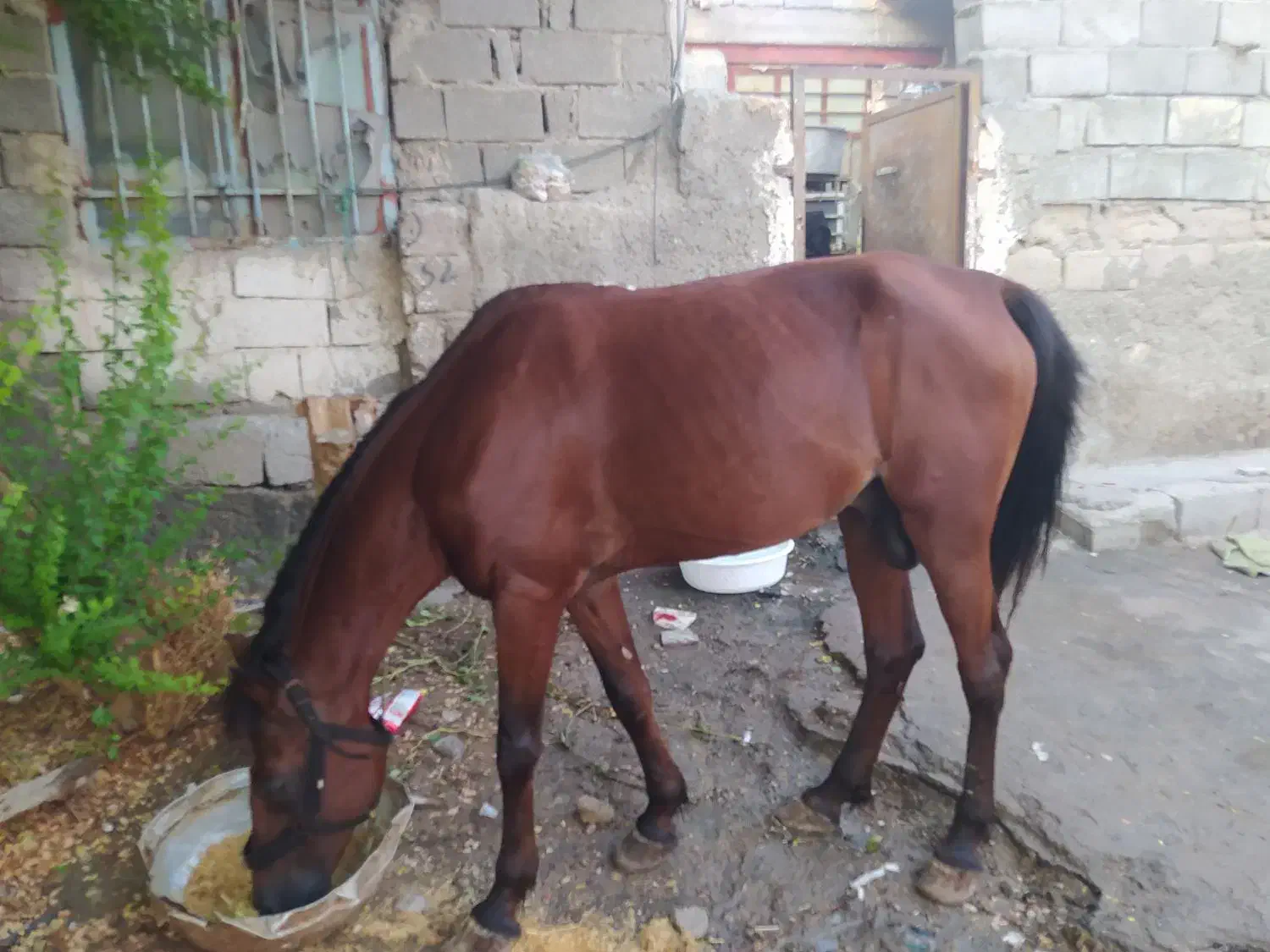 اسب سرو حال|اسب و تجهیزات اسب‌سواری|بندرعباس, |دیوار