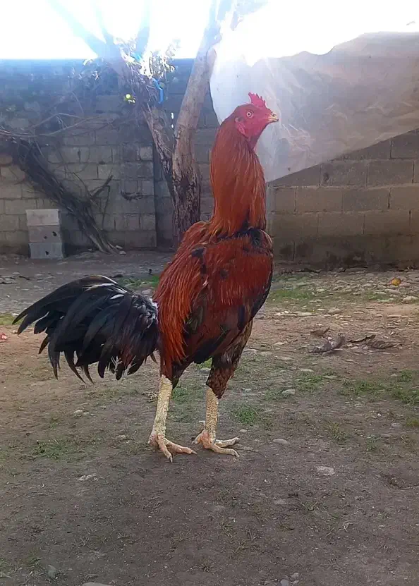 مرغ لاری و خروس لاری|حیوانات مزرعه|رشت, لاکانی|دیوار