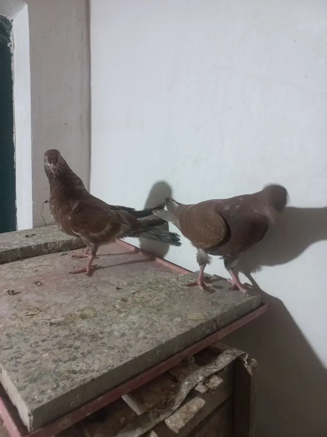 یک جفت مفلق و یک جفت نر و ماده|پرنده|نجفآباد, شیخ آباد|دیوار