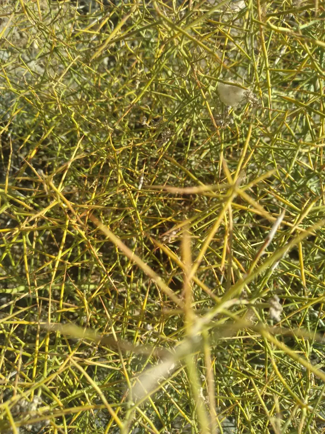 گندوم|خوردنی و آشامیدنی|کدکن, |دیوار