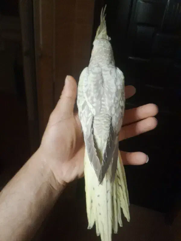 عروس هلندی|پرنده|اردبیل, |دیوار