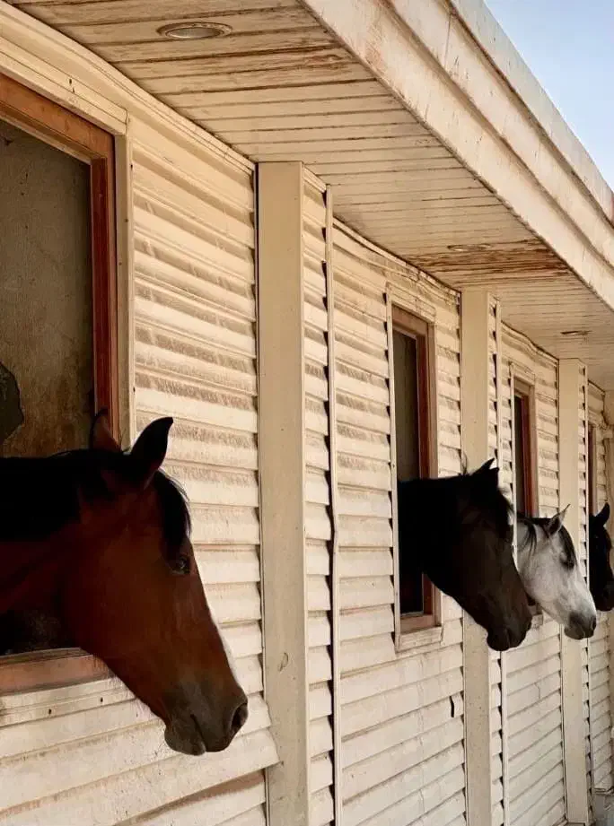 آموزش سوارکاری اسب سواری|خدمات آموزشی|تهران, شهرک غزالی|دیوار