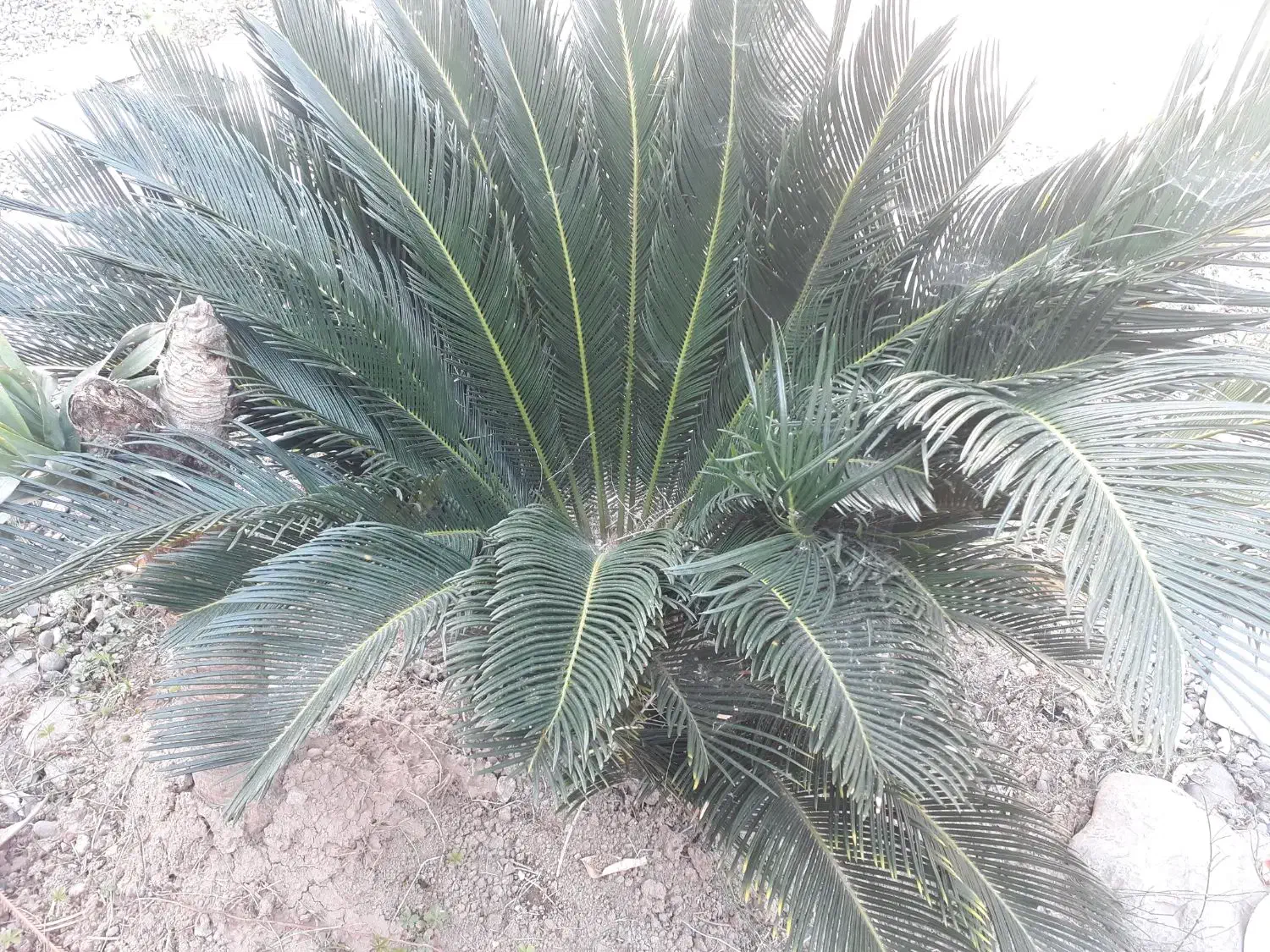 گل سیکاس|گل و گیاه طبیعی|سنگر, |دیوار