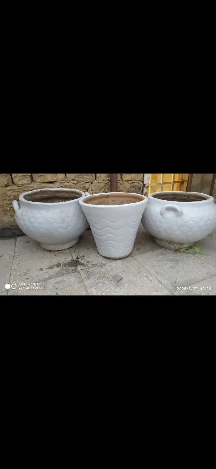 گلدون|گل و گیاه طبیعی|قم, شهر قائم|دیوار