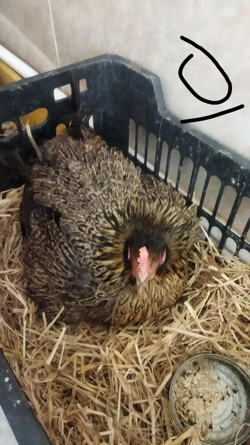 تخم مرغ نطفه دار گلین لری|حیوانات مزرعه|قم, نیروگاه|دیوار