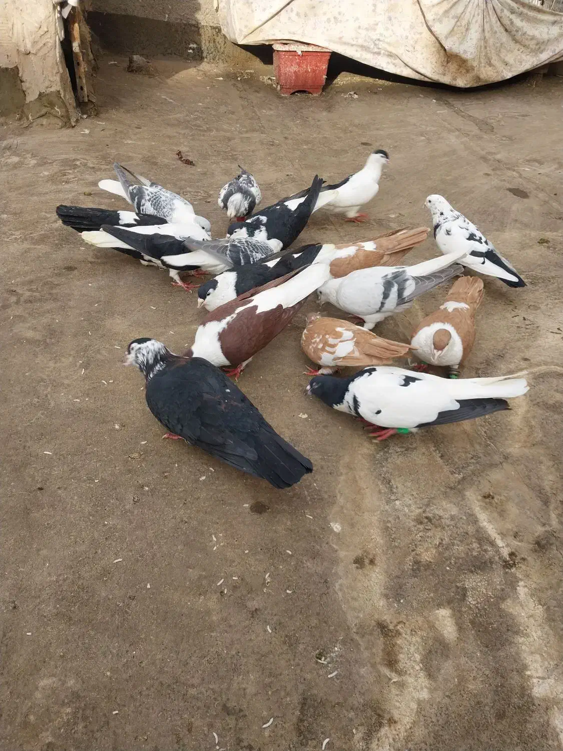 چپ ساده افغانی|پرنده|مشهد, رضاییه|دیوار