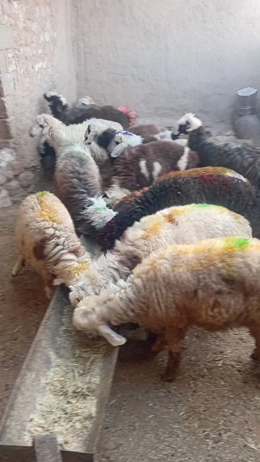 تعداد 14 راس بره|حیوانات مزرعه|سپیدان, |دیوار