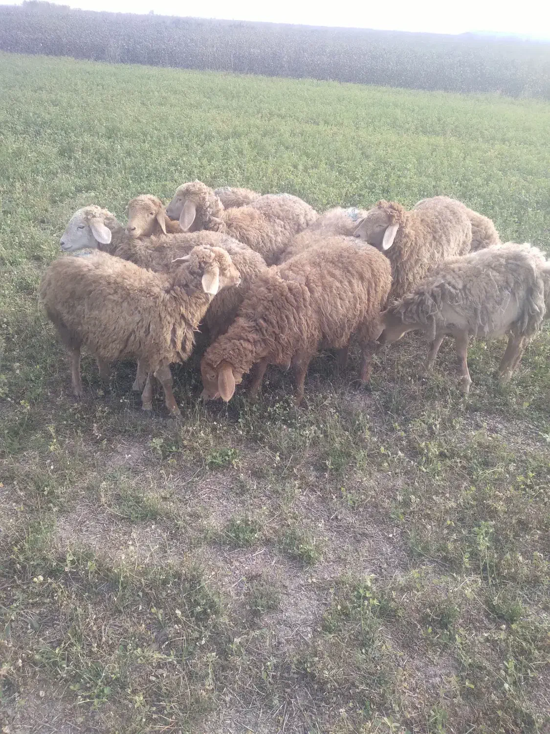 ۱۰عدد بره|حیوانات مزرعه|پارس‌آباد, |دیوار