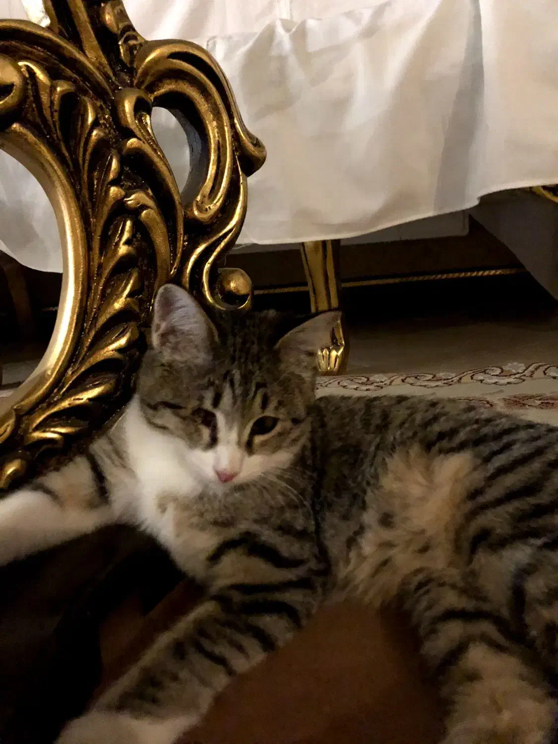 بچه گربه|گربه|کرج, کرج نو|دیوار