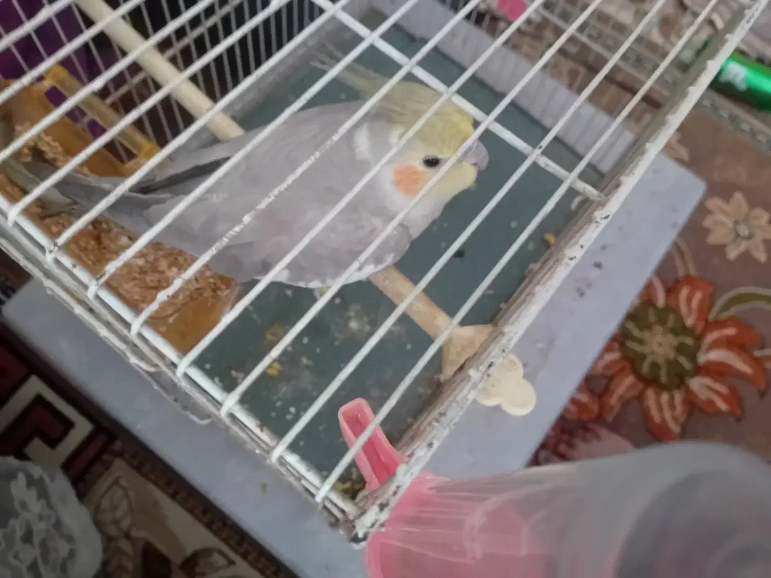 نظافت منزل|خدمات نظافت|ملک‌آباد, |دیوار