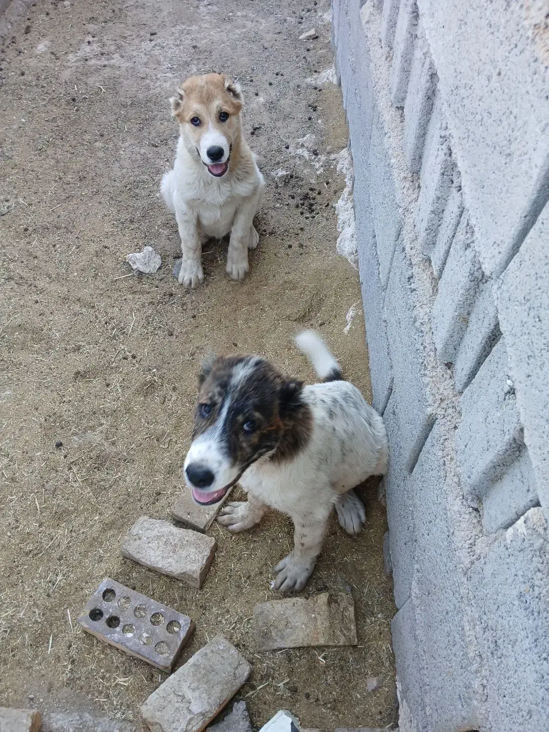 گمشده لطفااگردیدیداطلاع دهید|سگ|قائن, |دیوار