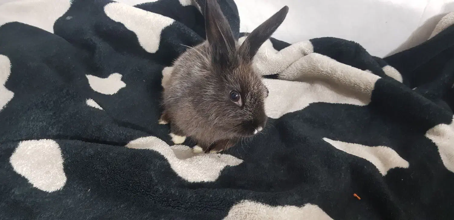 خرگوش خونگی نژاد لوپو|موش و خرگوش|قم, شهید صیاد شیرازی|دیوار