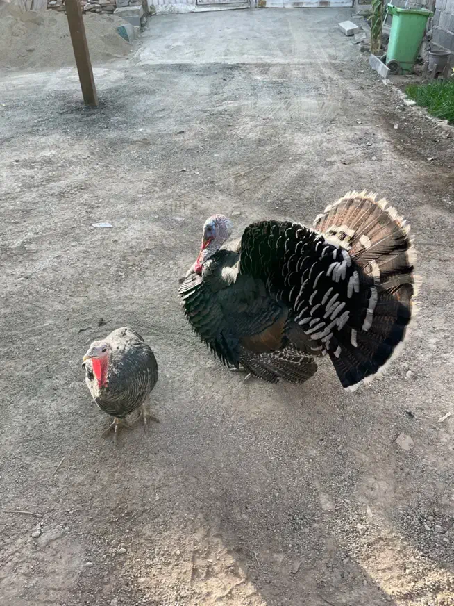 بوقلمون نر و ماده|حیوانات مزرعه|تهران, خلازیر|دیوار