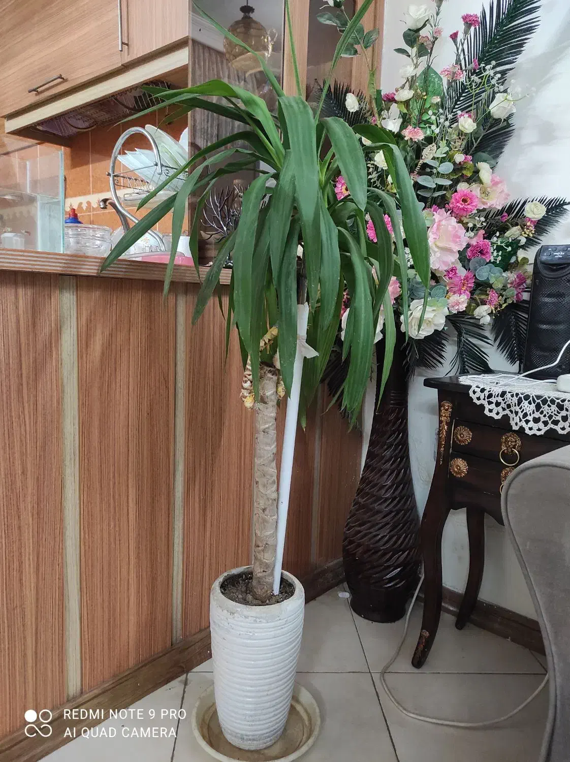 گل طبیعی|گل و گیاه طبیعی|مشهد, چهارچشمه|دیوار