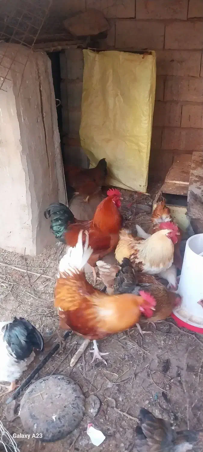 خروس محلی|حیوانات مزرعه|باسمنج, |دیوار