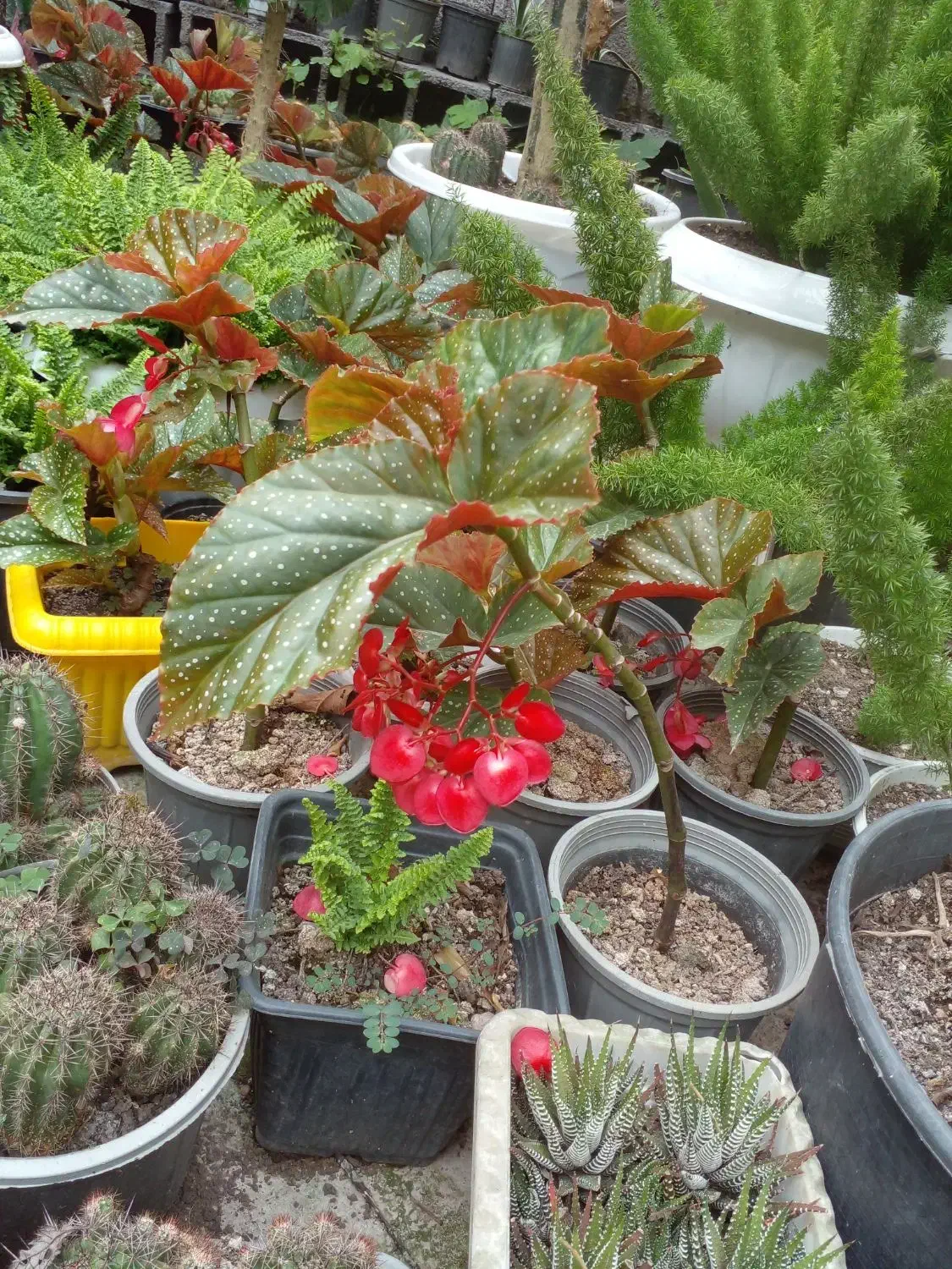 گلهای خیلی تمیز|گل و گیاه طبیعی|رشت, گلباغ نماز|دیوار