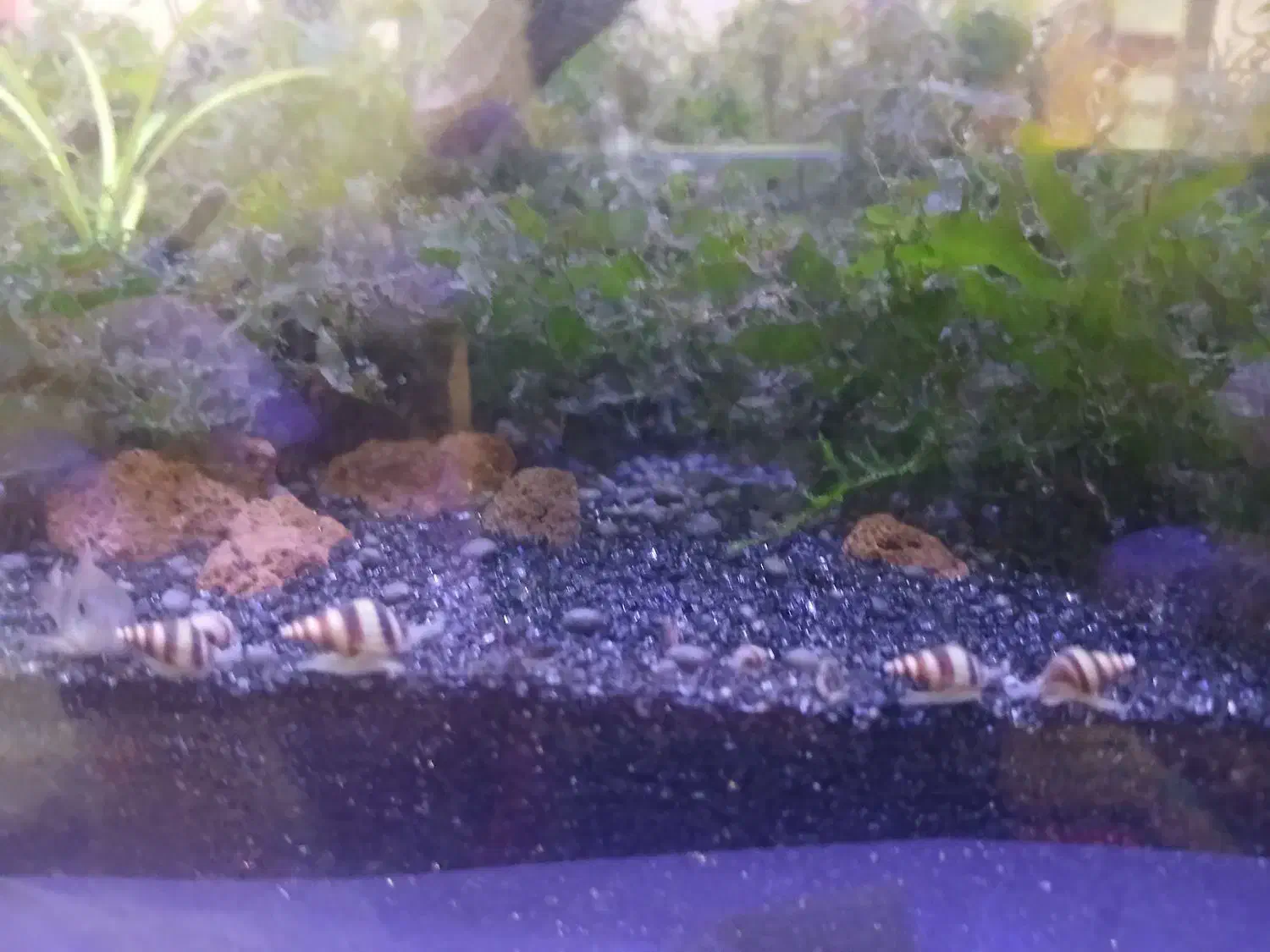 گوپی بلو مسکو و حلزون کیلر|ماهی|اردبیل, |دیوار