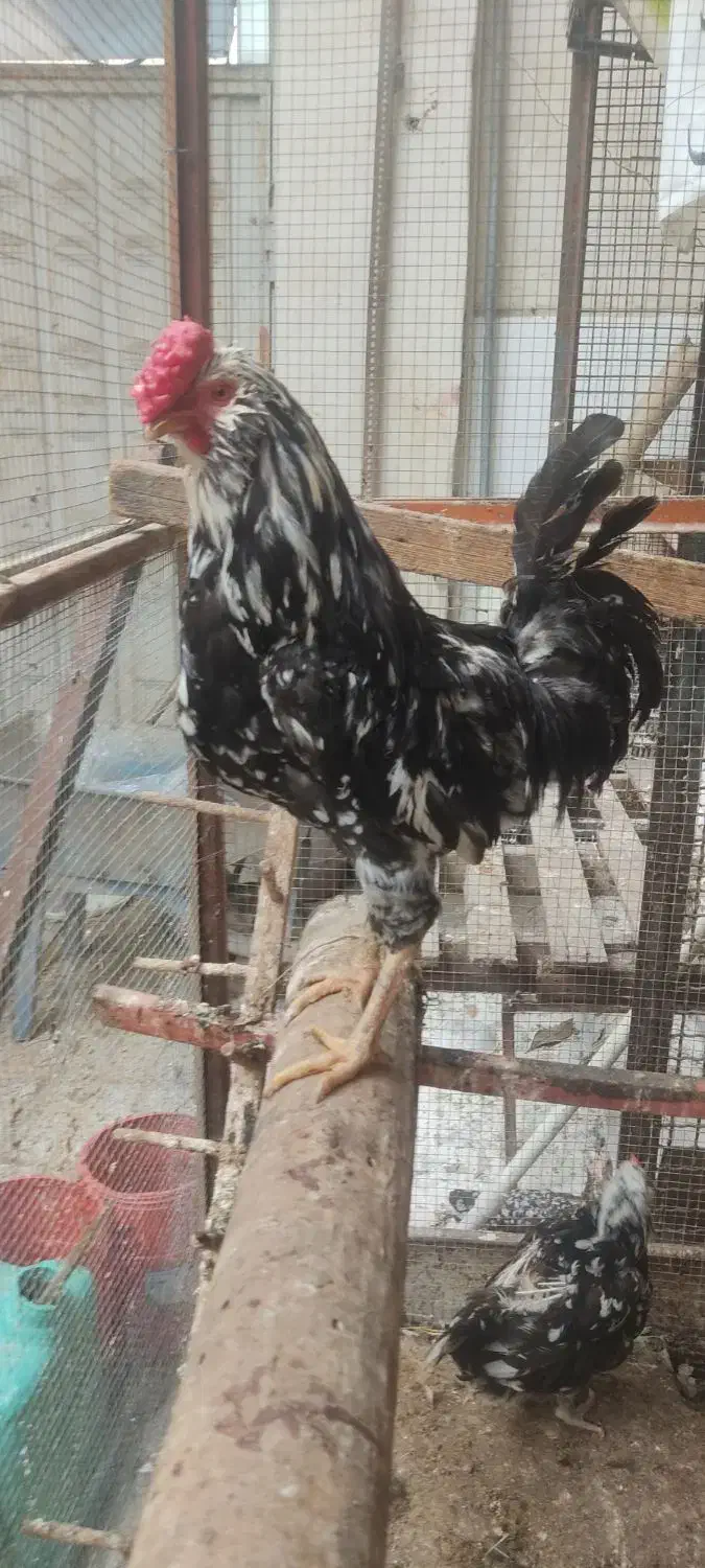 تخم مرغ گلین ریش کاکل چهل تاج فول|حیوانات مزرعه|گرگان, |دیوار