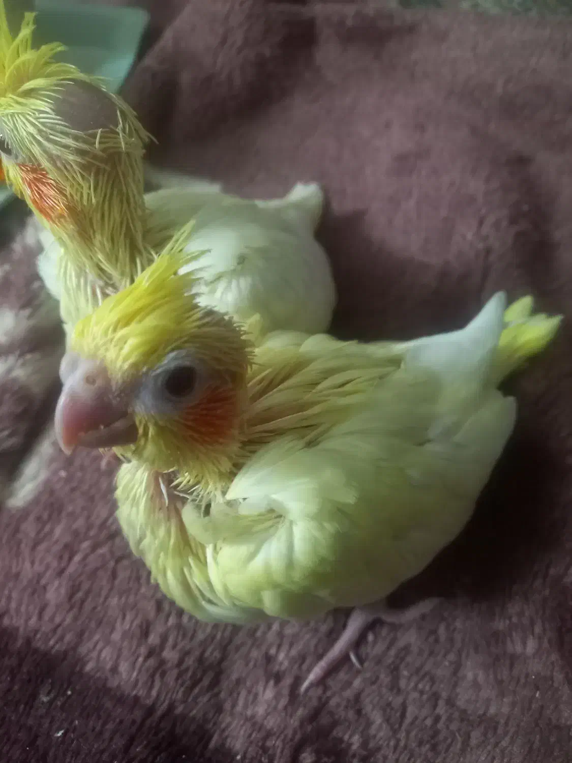 جوجه عروس هلندی|پرنده|قرچک, مهدیه|دیوار