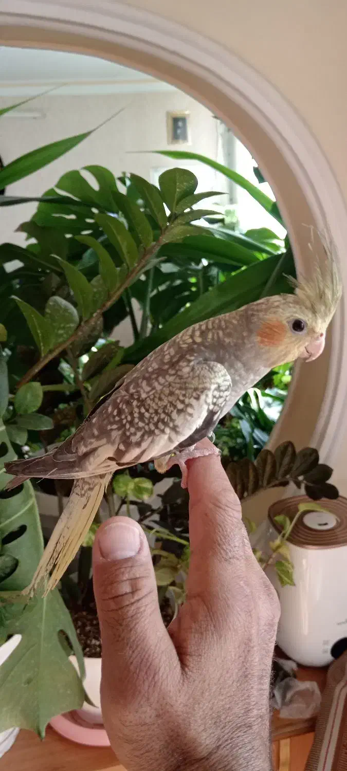 عروس دستی|پرنده|سبزوار, قصبه شرقی|دیوار