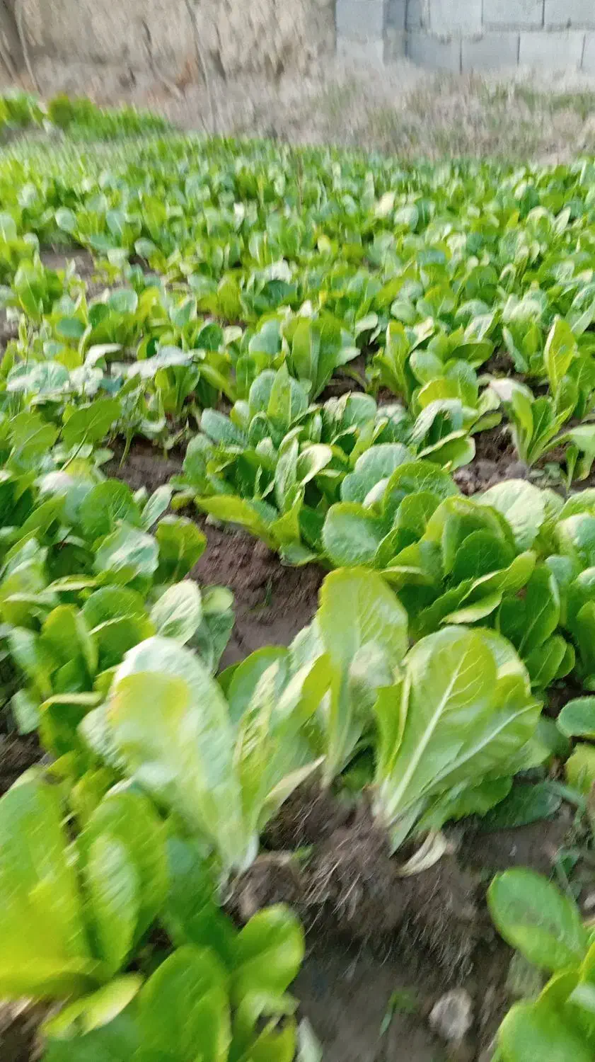 نهال کاهو|گل و گیاه طبیعی|سرخنکلاته, |دیوار