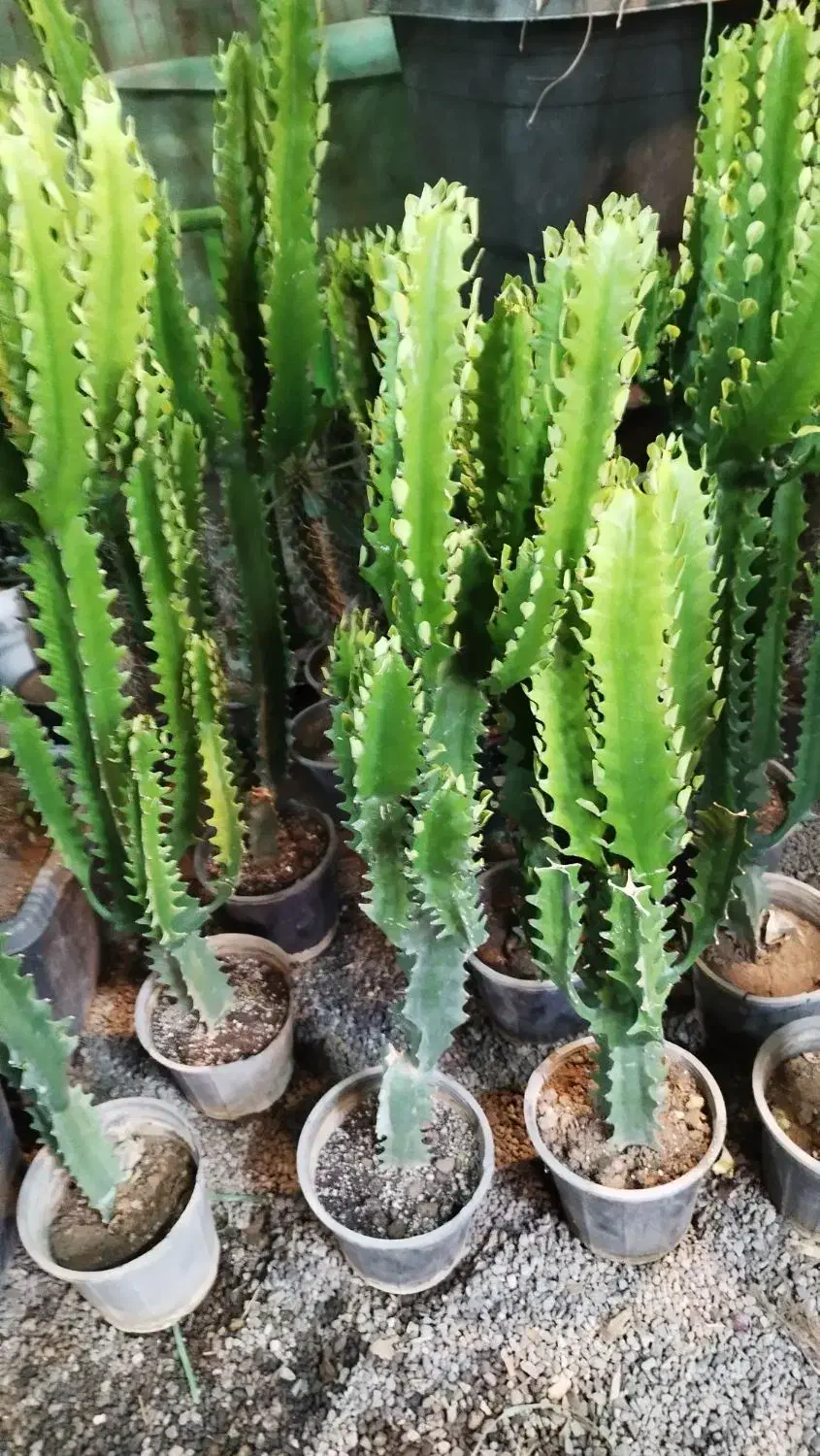 افوربیا اره ای|گل و گیاه طبیعی|قم, در بهشت|دیوار