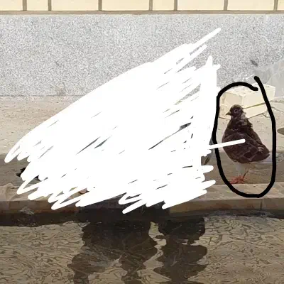 کبوتر|حیوانات|نظرآباد, شهرک صنعتی سپهر|دیوار