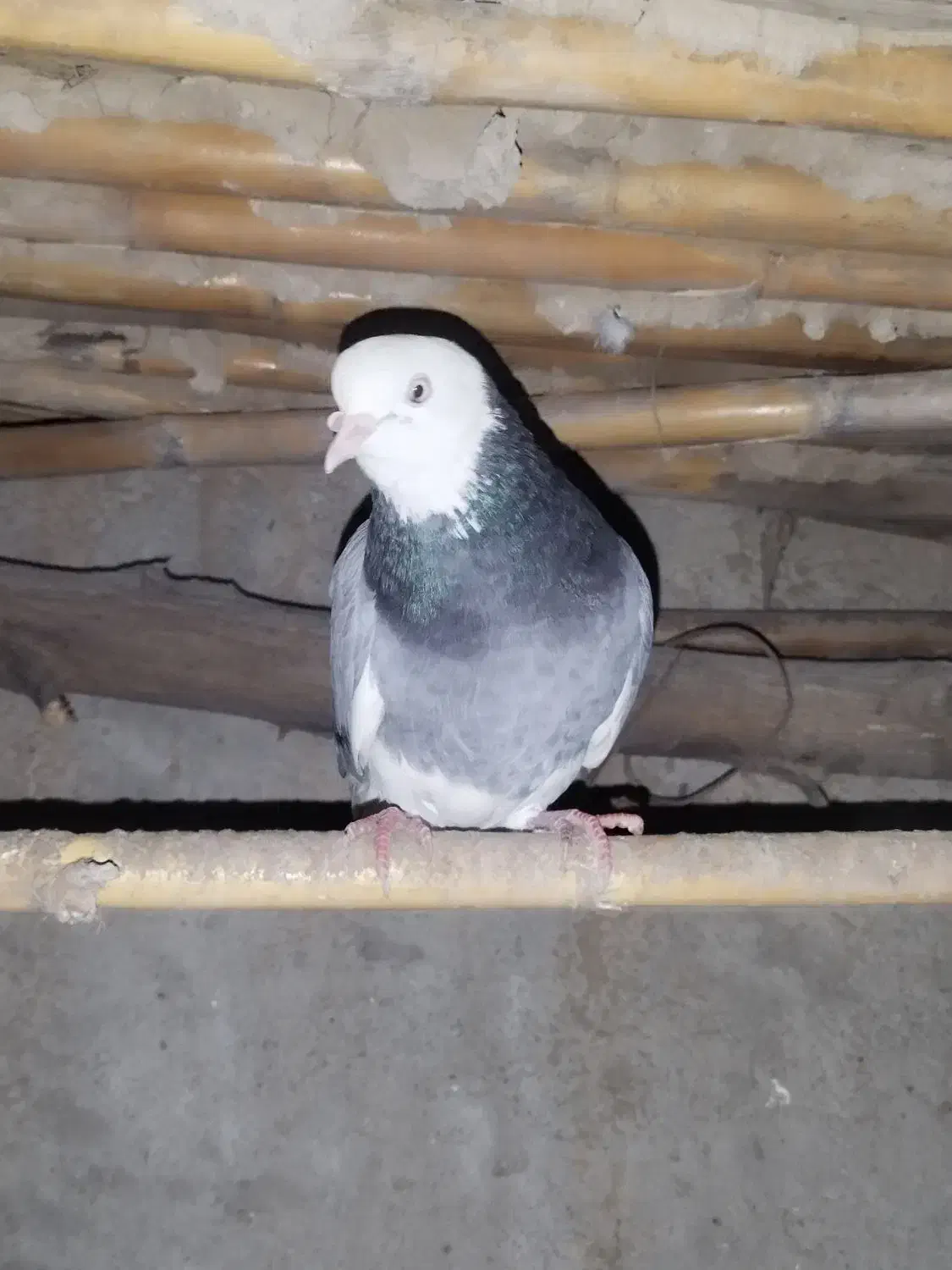 غریب گیری شازده|حیوانات|دلند, |دیوار