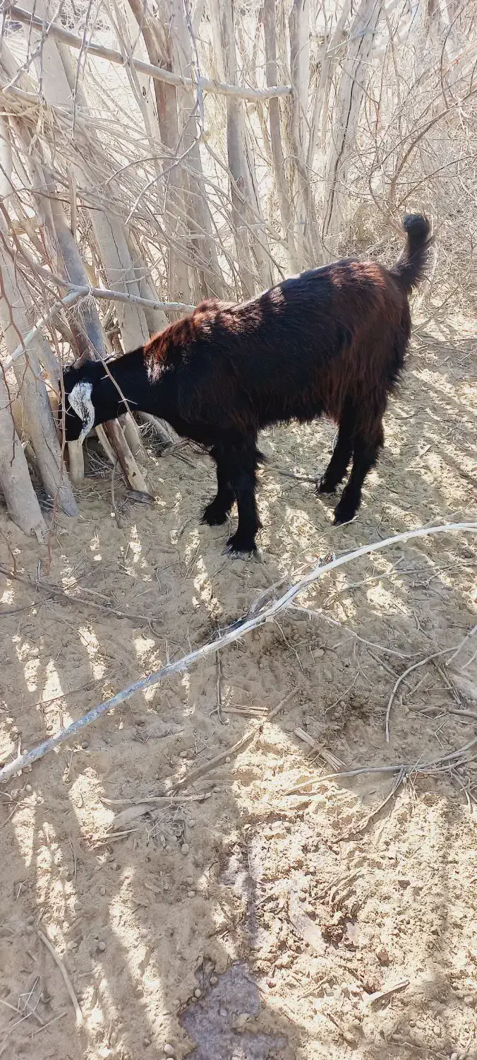 فروش بزغاله|حیوانات مزرعه|دشتیاری, |دیوار